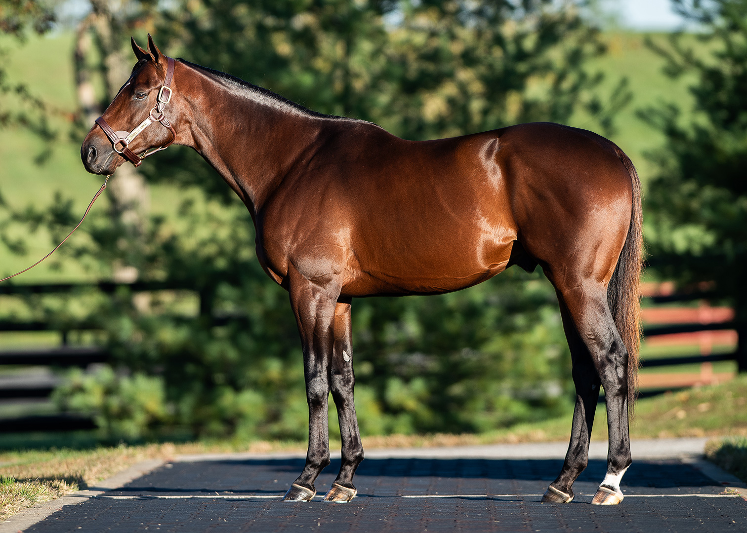Angel of Empire at Taylor Made Farm