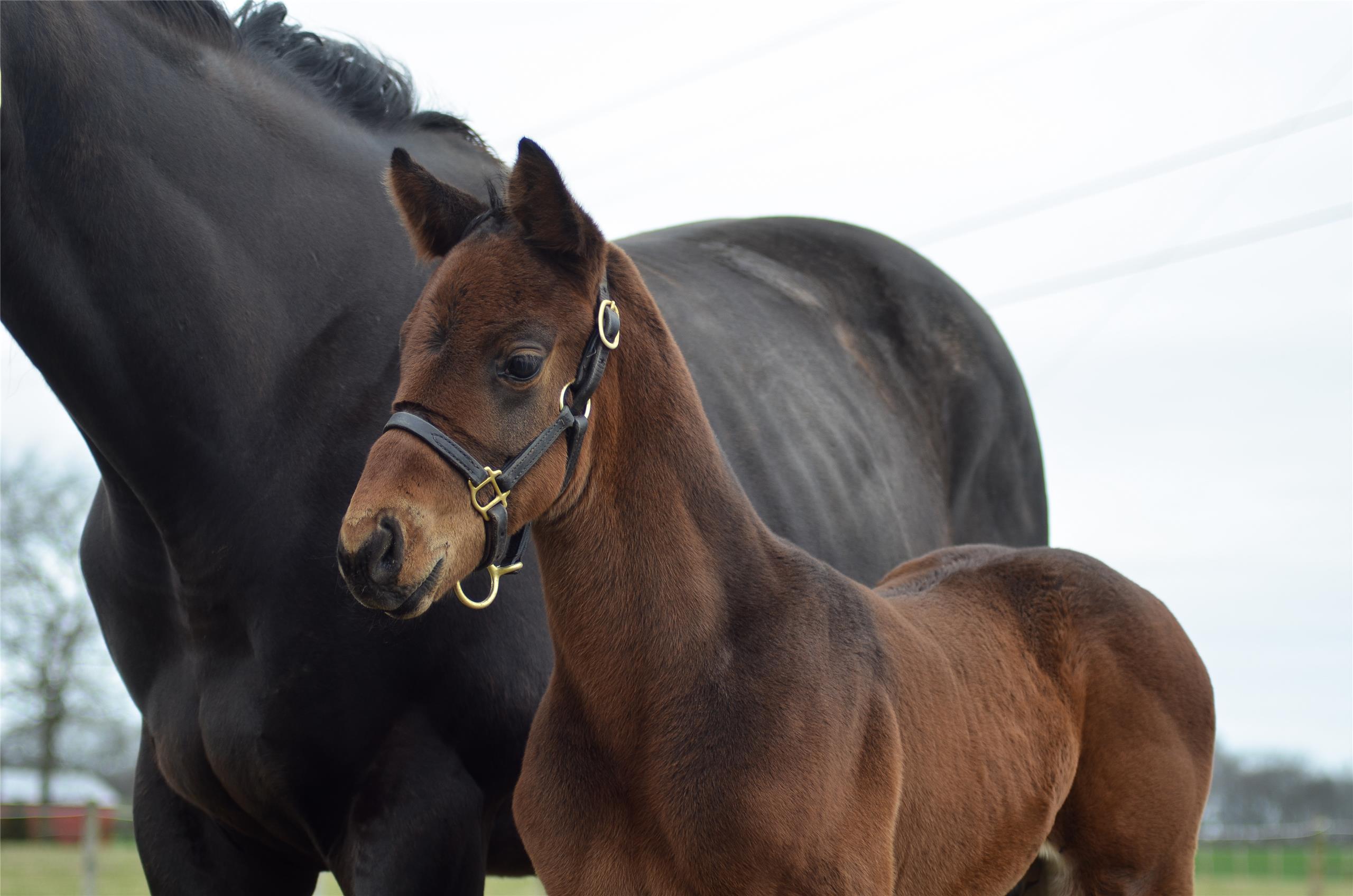 Audible at WinStar Farm