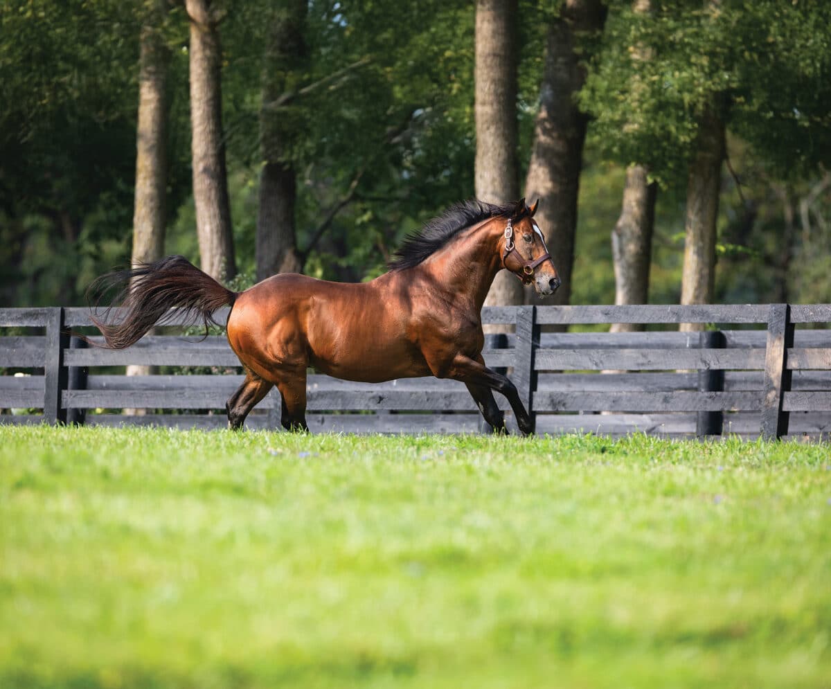 Goldencents at Spendthrift Farm