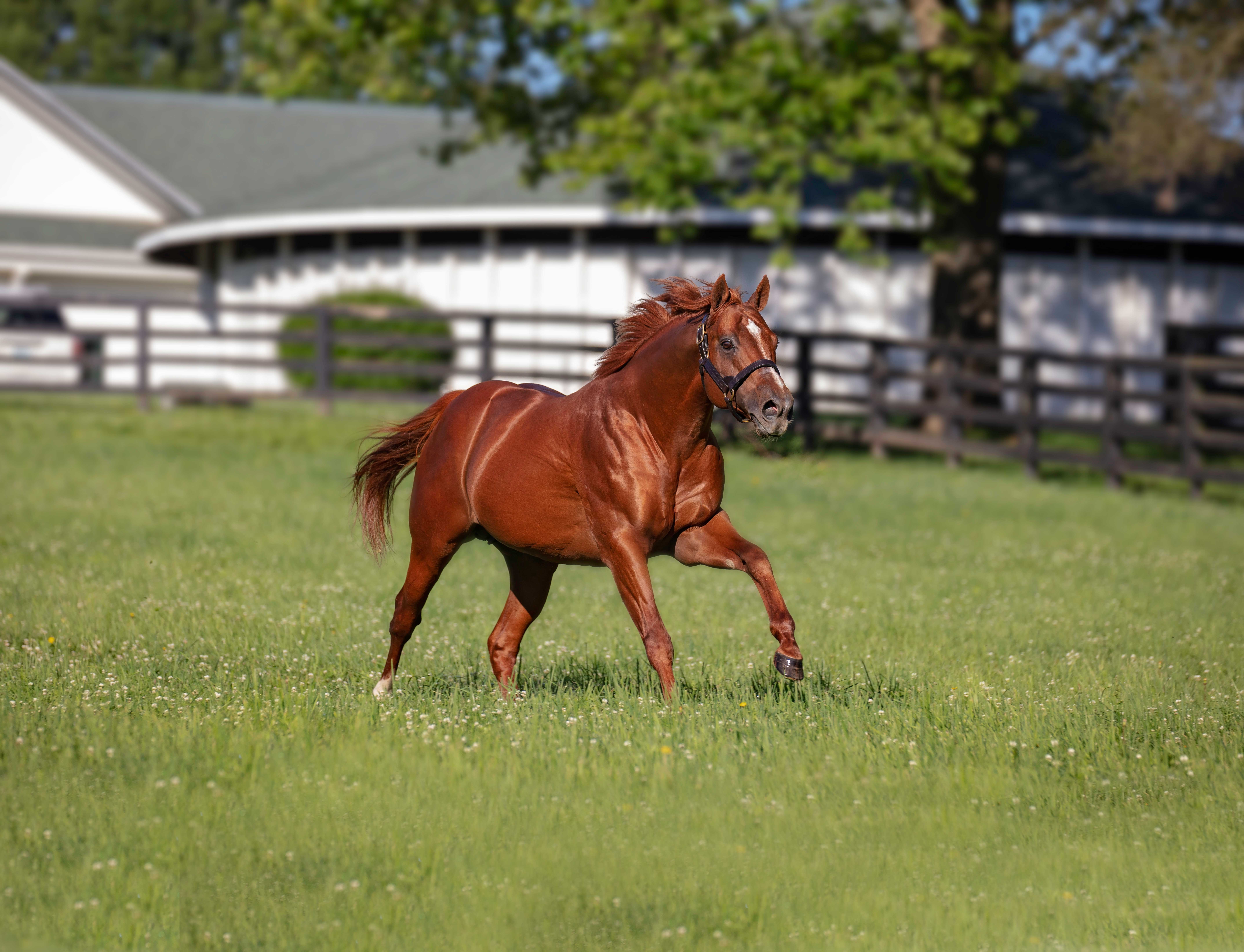 Jimmy Creed at Spendthrift Farm