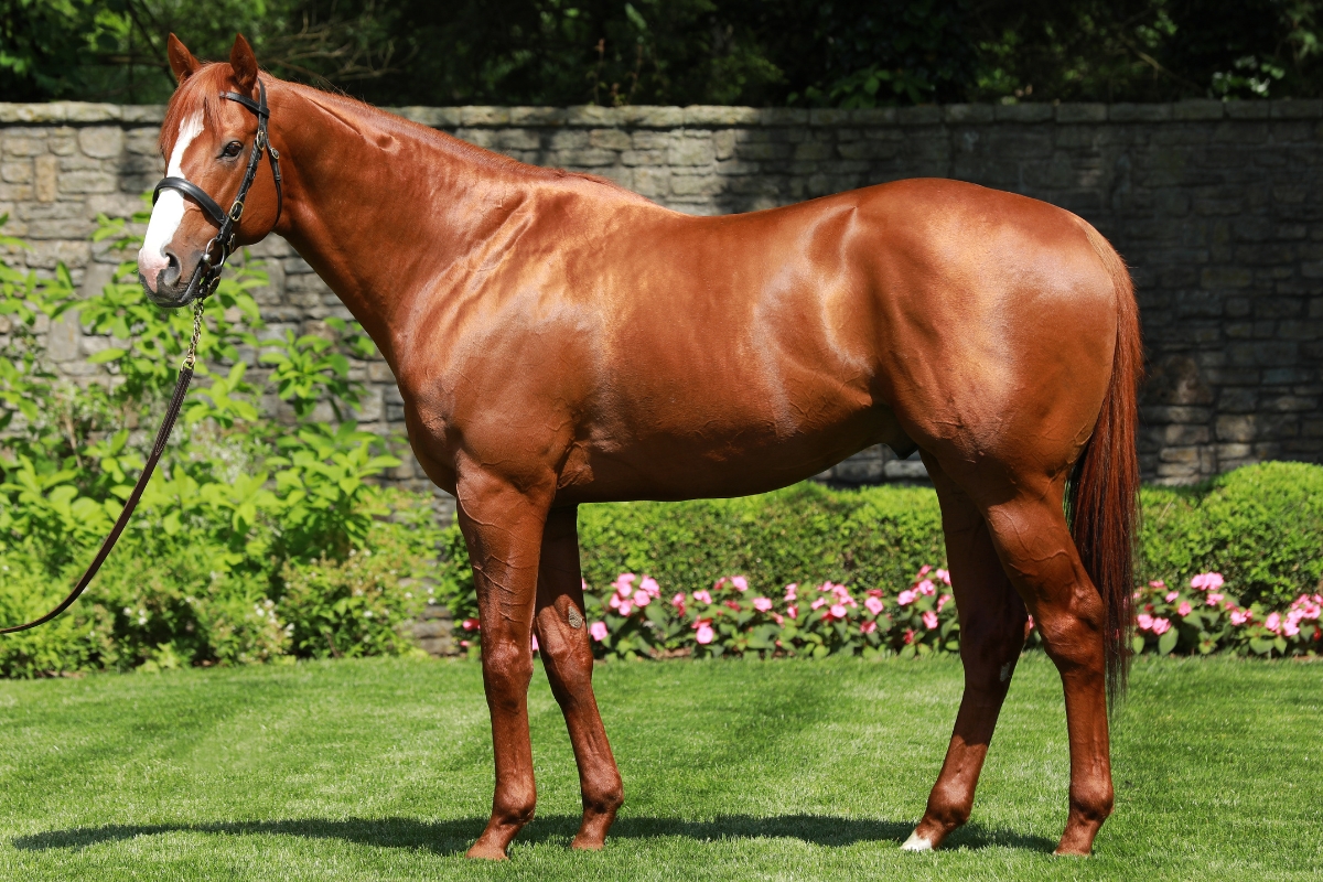 Justify conformation shot