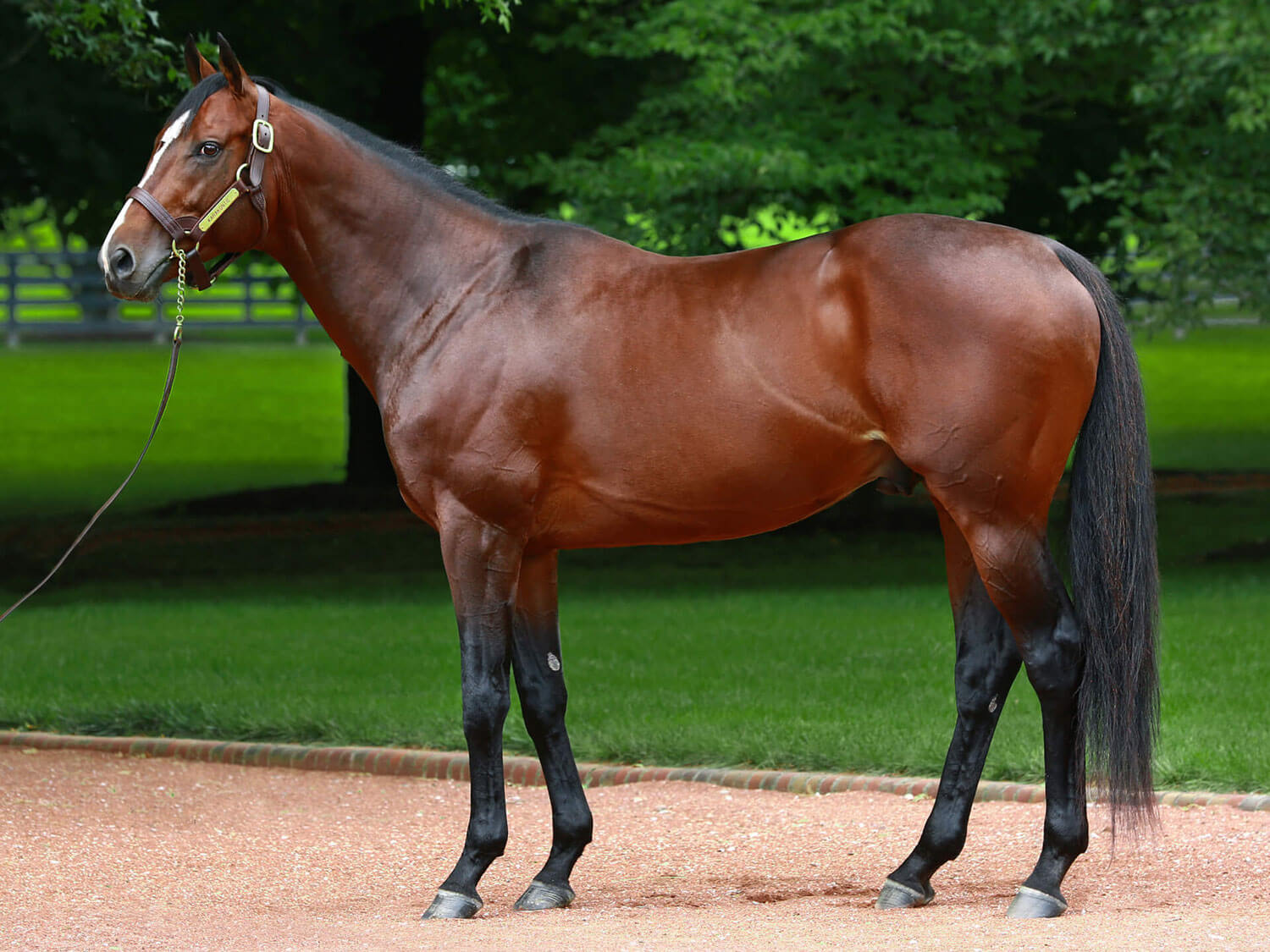 Karakontie at Gainesway