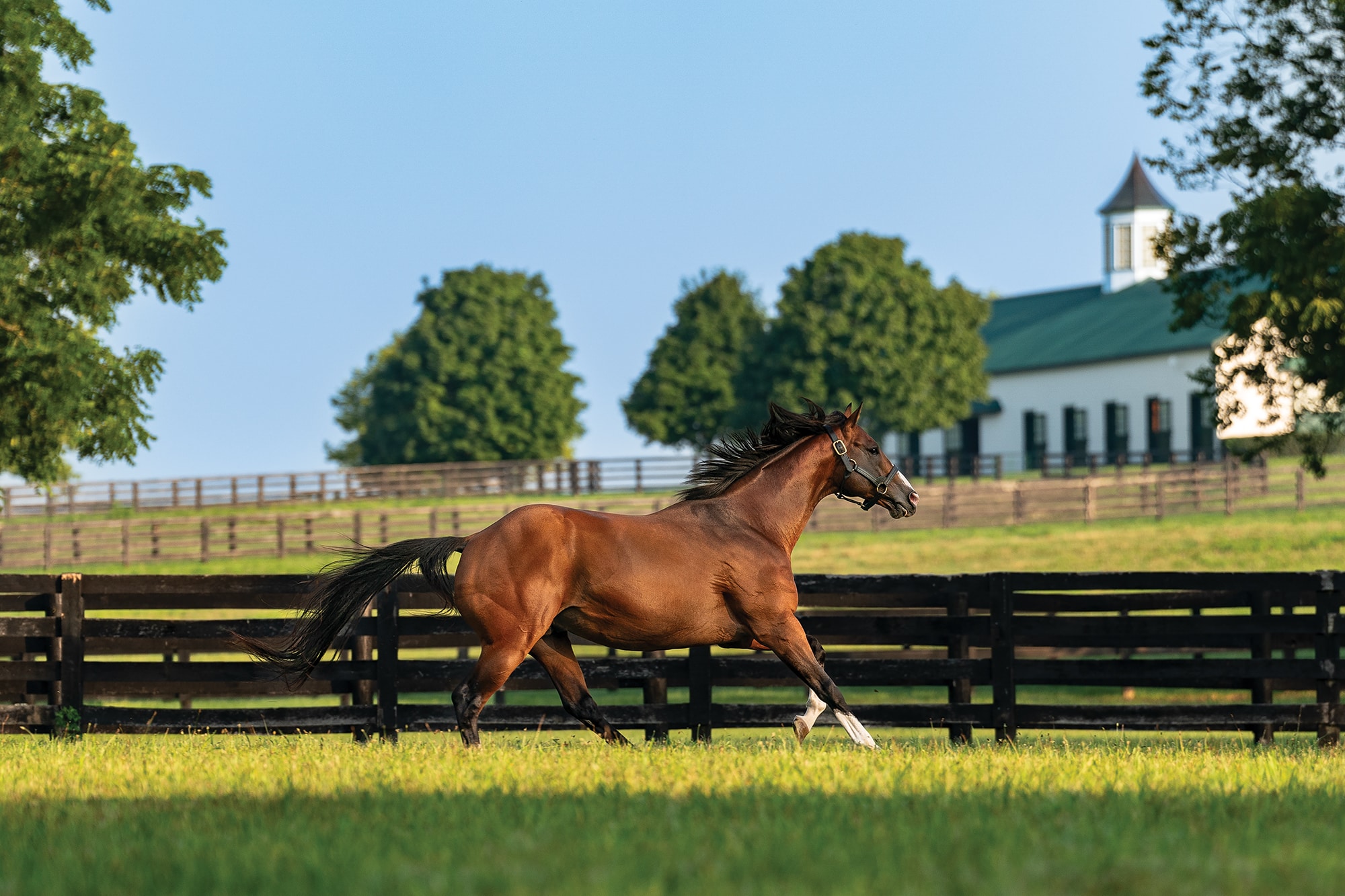 Maximus Mischief at Spendthrift Farm