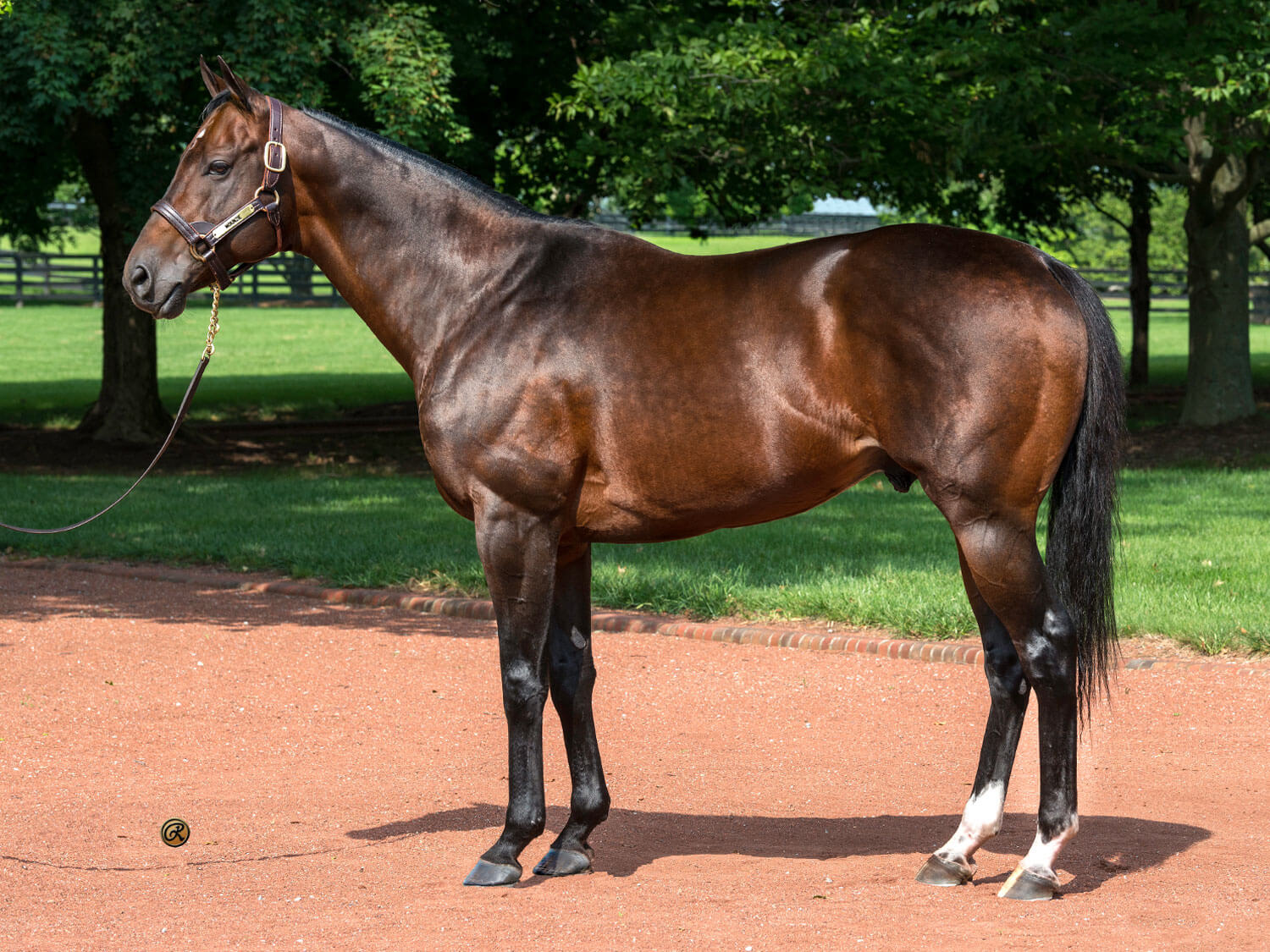 McKinzie at Gainesway