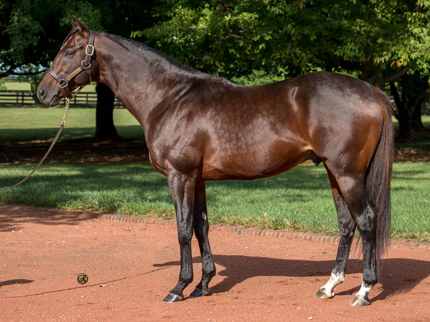 Raging Bull at Gainesway