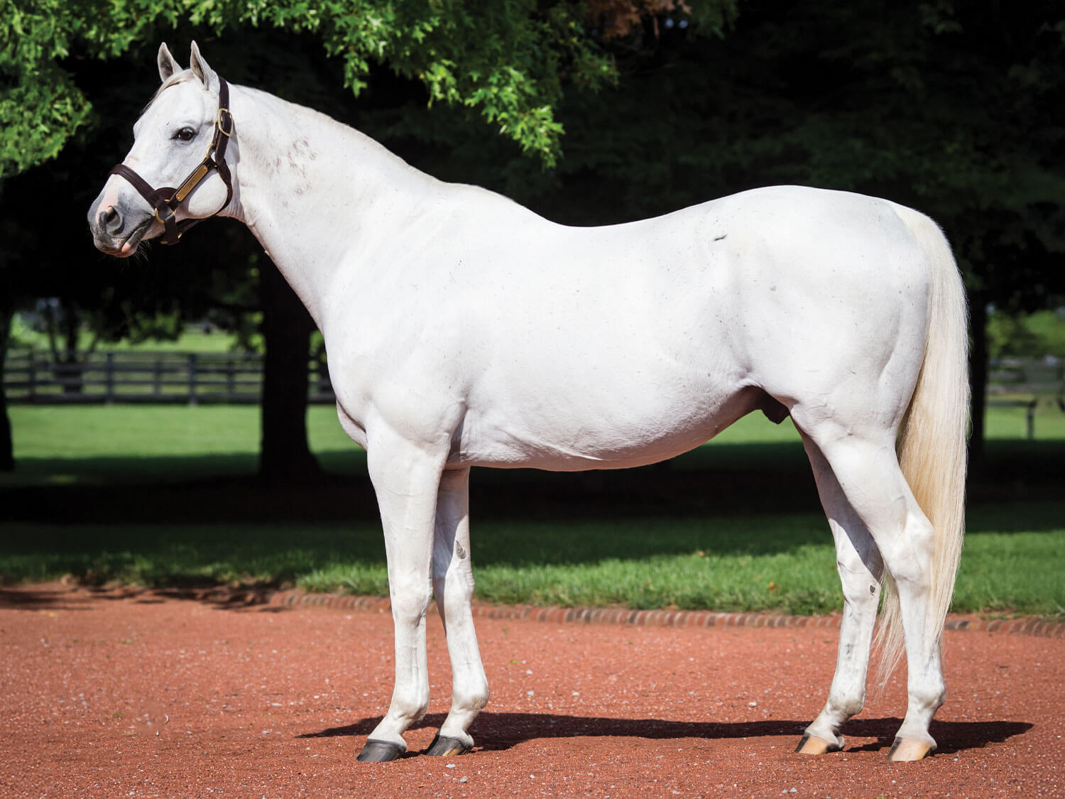 Tapit at Gainesway
